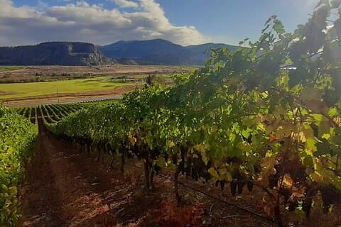 Ganztägige private Oliver & Osoyoos-Weintour ab Kelowna