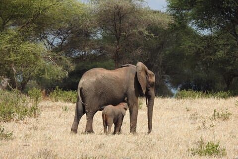 7 dager privat Tanzania-safari med mellomromshytter eller leire