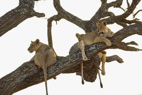 Safari privé de 6 jours avec lodges ou camps de milieu de gamme