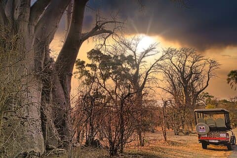 Vulture and Baobab Safari in Victoria Falls Bushland *D-F-ES