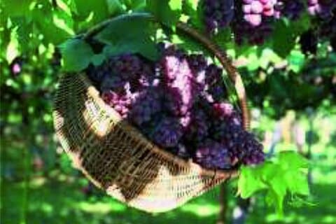 Wine Tasting in Monemvasia with Transfer