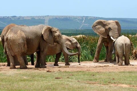 Excursão privada de 4 dias pela Garden Route da Cidade do Cabo até Addo Safari