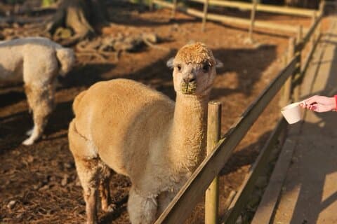Pakketreis ten zuiden van het eiland Jeju in Alpaca Land
