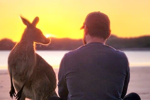 Sunrise with the kangaroos and wallabies
