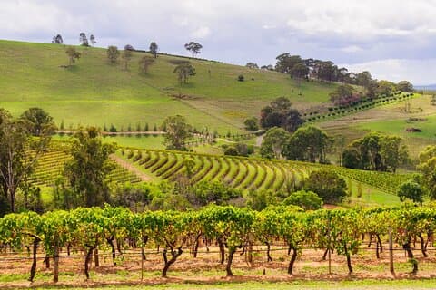 Visite privée d'une journée complète des vins de Hunter Valley au départ de Sydney