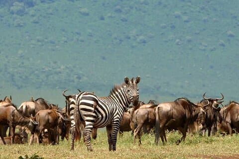 5 Days Under Serengeti Skies Tour