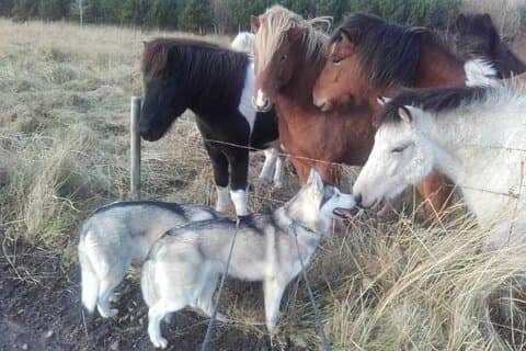 Wandern mit Husky in Akureyri