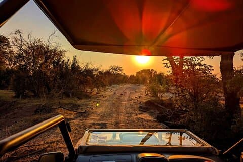 Safari Game Drive no Parque Nacional, Zimbábue