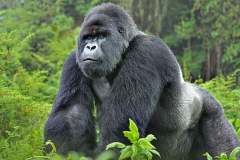 4 dagar 3 nätter Rwanda Gorilla privat vandring