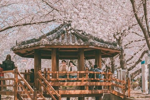 Jinhae Pink Cherry Blossom Endagstur från Busan