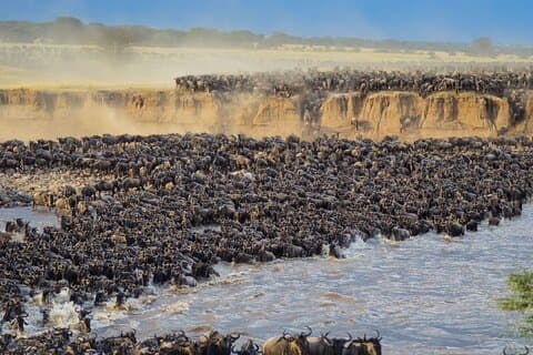 5 Days Mara River Crossing Wildebeest Migration in Serengeti