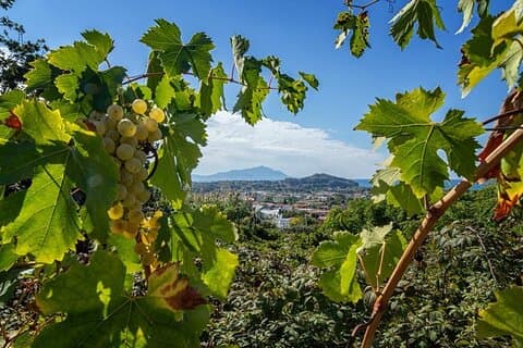 Vingårdsoplevelse i Pozzuoli