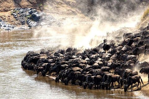 6 dagers Great Wildebeest-vandring over Mara-elven