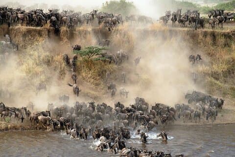 4 Day Tour of Serengeti Great Wildebeest Migration in Mara River
