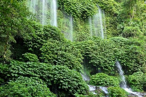 Meilleure forêt des singes de Lombok avec la cascade de Benang Kelambu