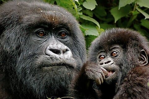 3-daagse spannende Gorilla Trekking ervaring in Oeganda
