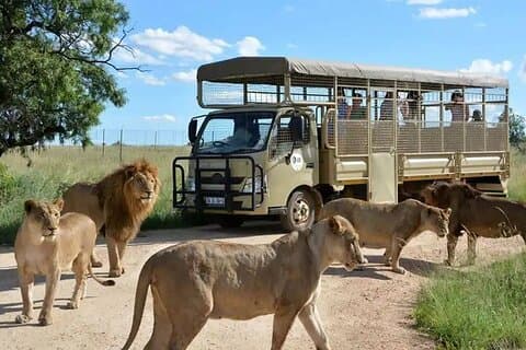 Halbtägige Löwen- und Safariparktour