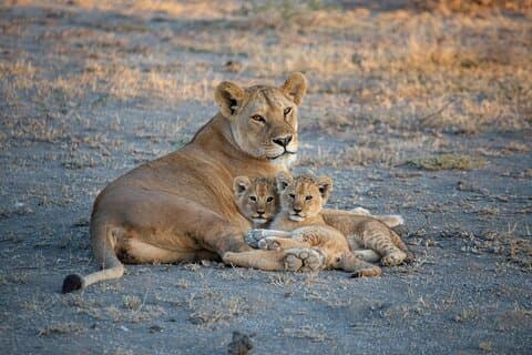 5-tägige Safari-Symphonie: Wunder von Tarangire, Serengeti und Ngorongoro