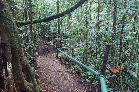 Activité d'observation des animaux nocturnes à Monteverde