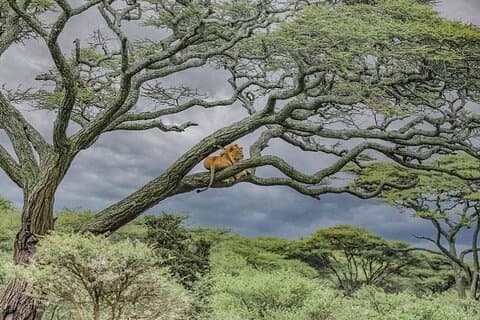 2 jours de safari animalier à Tarangire NP et cratère Ngorongoro