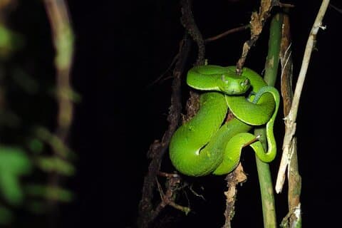 Guided Night Tour in Monteverde Cloud Forest