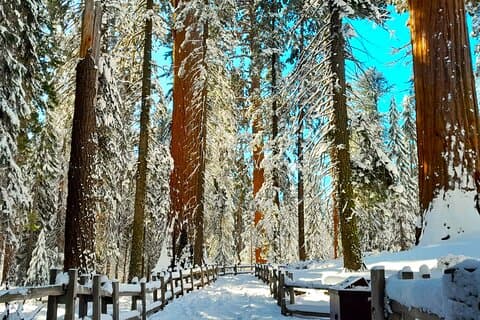 5-Star Rated Sequoia Winter Tour