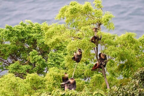 Private Guided Tour To The Wild of Son Tra With Photography