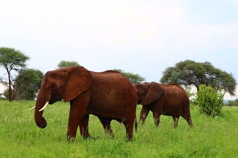 1 dag Tarangire nasjonalpark