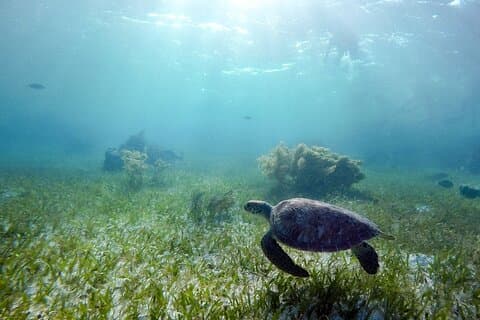 Meio dia privado de natação com tartarugas e cenote