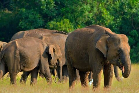 Le Sri Lanka dévoilé : forfait expérience complète de 12 nuits