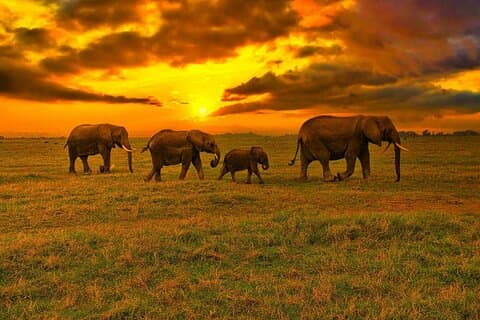 3 dagar 2 nätter OlPejeta Safari från Nairobi