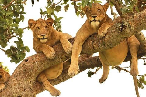 12 Tage Perle von Afrika Natur- und Wildtiererlebnis