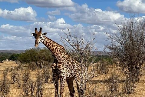 Encuentro con la vida silvestre (Kilimanjaro, Tanzania)