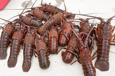 San Diego Lobster Hoop Netting Charter upp till 6 personer