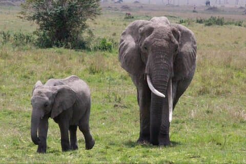 Majestad de la migración del Serengeti de 11 días