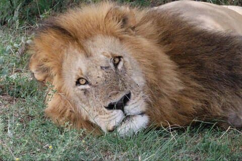 Tagesausflug zum Ngorongoro-Krater