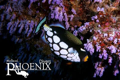 Scuba Dive in Koh Lanta, Thailand