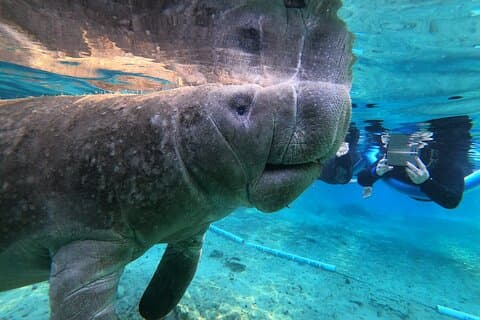 Guided Small Group Manatee Snorkeling Tour with In-Water Photographer