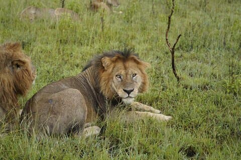 7 giorni di emozionante migrazione degli gnu in Tanzania Safari