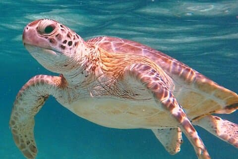 Akumal Turtles Snorkling og GoPro bilder