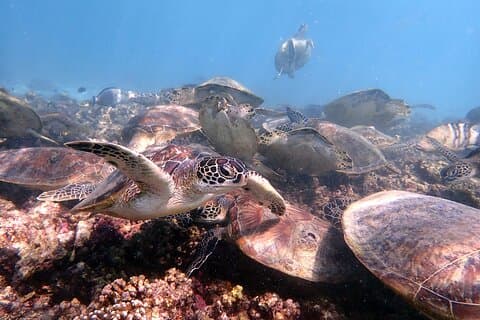 Mergulho com snorkel nas Ilhas Dimaniyat