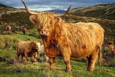 Private Tour durch die schottischen Highlands zur Schlacht von Culloden