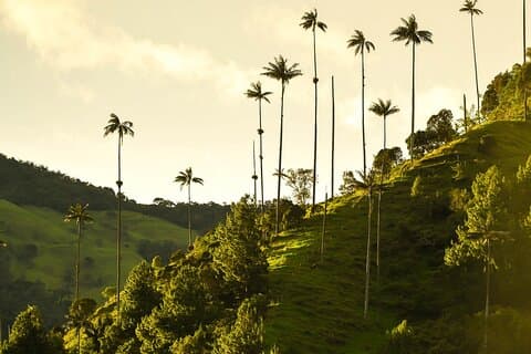 Excursion d'une journée à Filandia, Salento et Cocora Valley