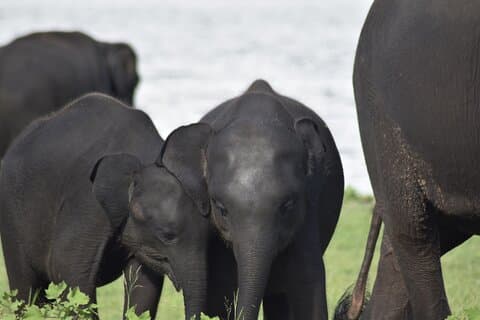 Private Luxury Safari at Minneriya National Park - All Inclusive