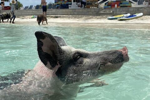 Simma med Pigs Safari i Bahamas (2 timmar)