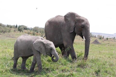 9-dagers bryllupsreise privat safari og strandtur på Zanzibar