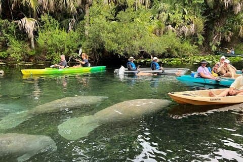 Blue Springs 4 timers kajakk tur