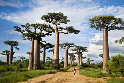 2 - タランギルとンゴロンゴロへの日帰りアドベンチャー