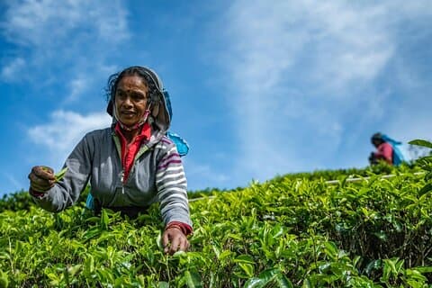Colheita de chá e visita à fábrica de chá saindo de Kandy