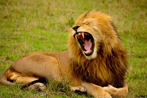 Conveniente gruppo budget per 1 giorno in Tanzania Unisciti a Safari nel Tarangire